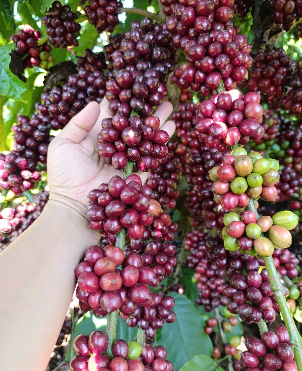 Robusta coffee cherries on the branch, Vietnam Central Highlands