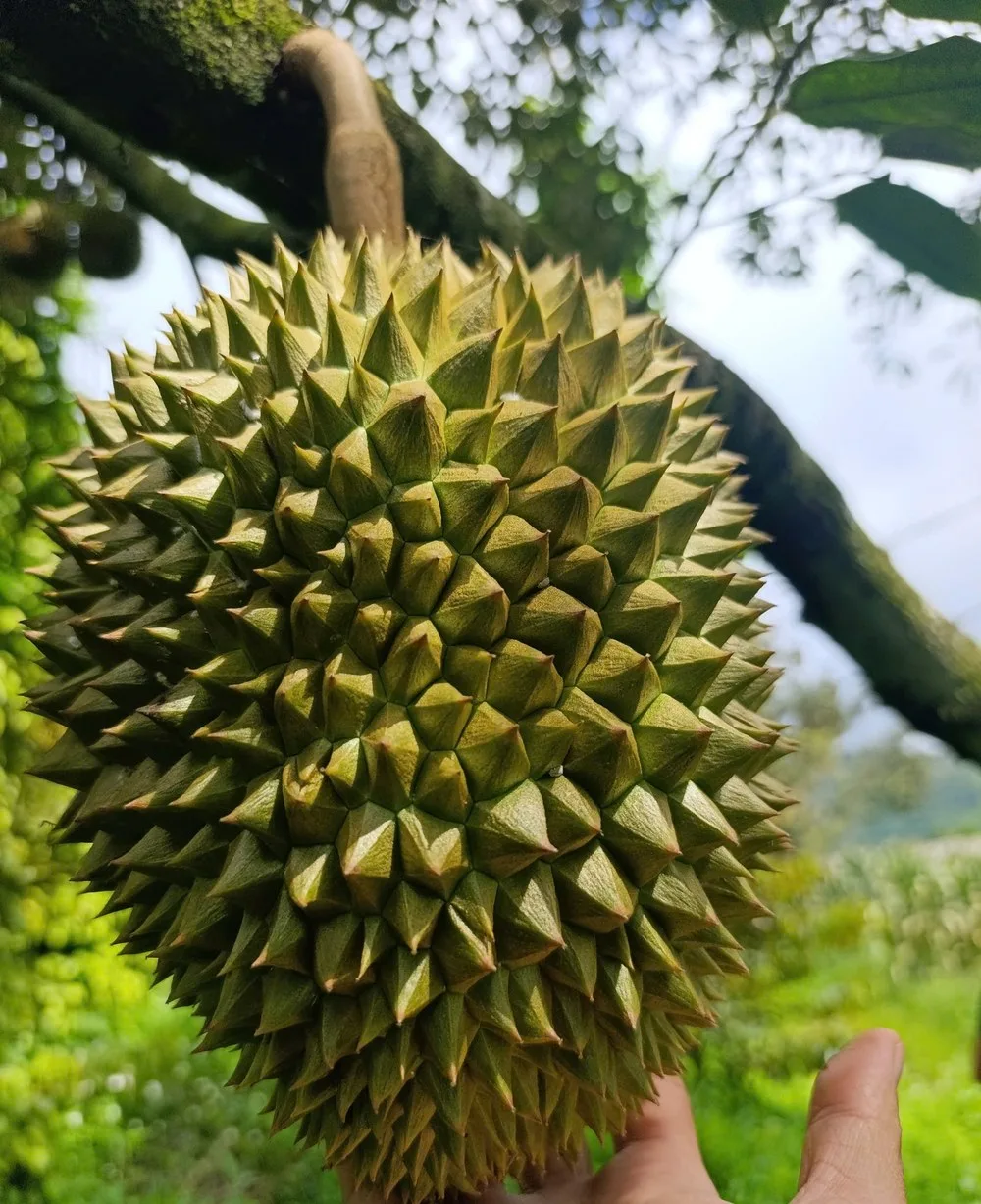 Durian fruit on the tree, Vietnam